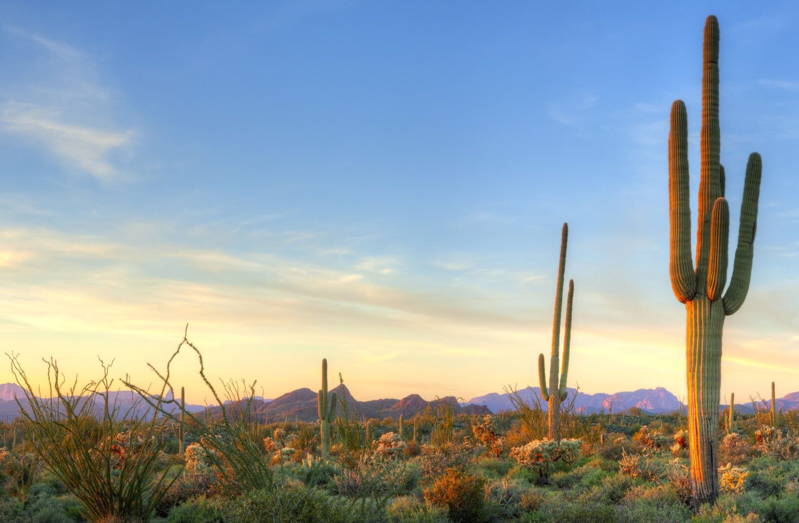 Sonoran Desert catching days last rays