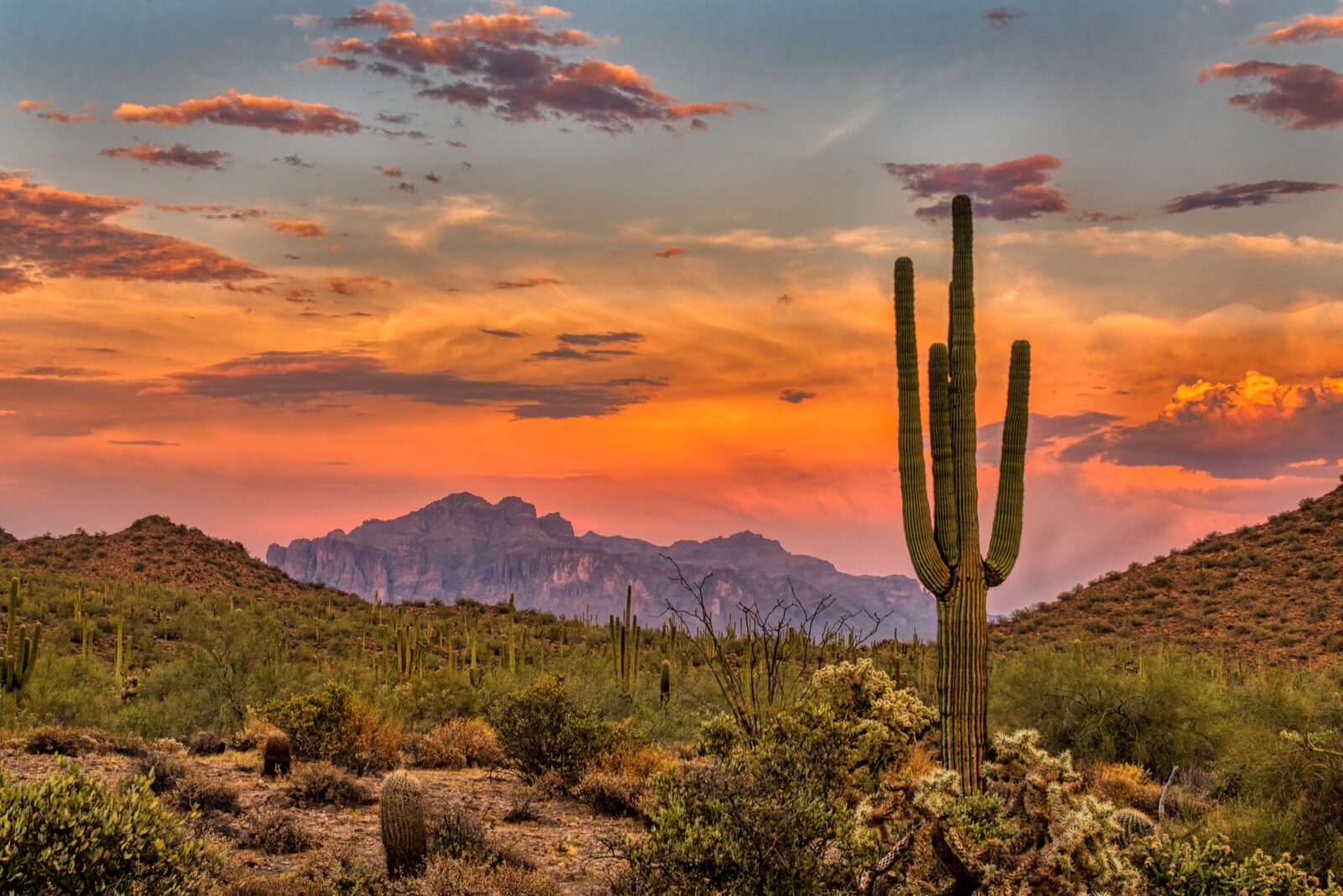 Sunset in the Sonoran Desert