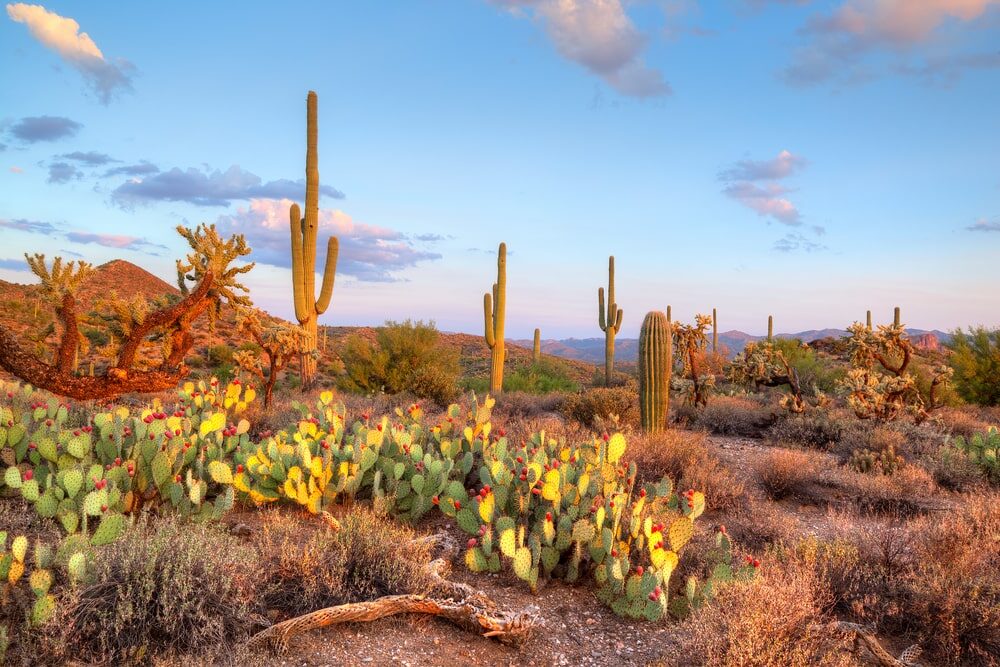 Late light illuminates Saguaros