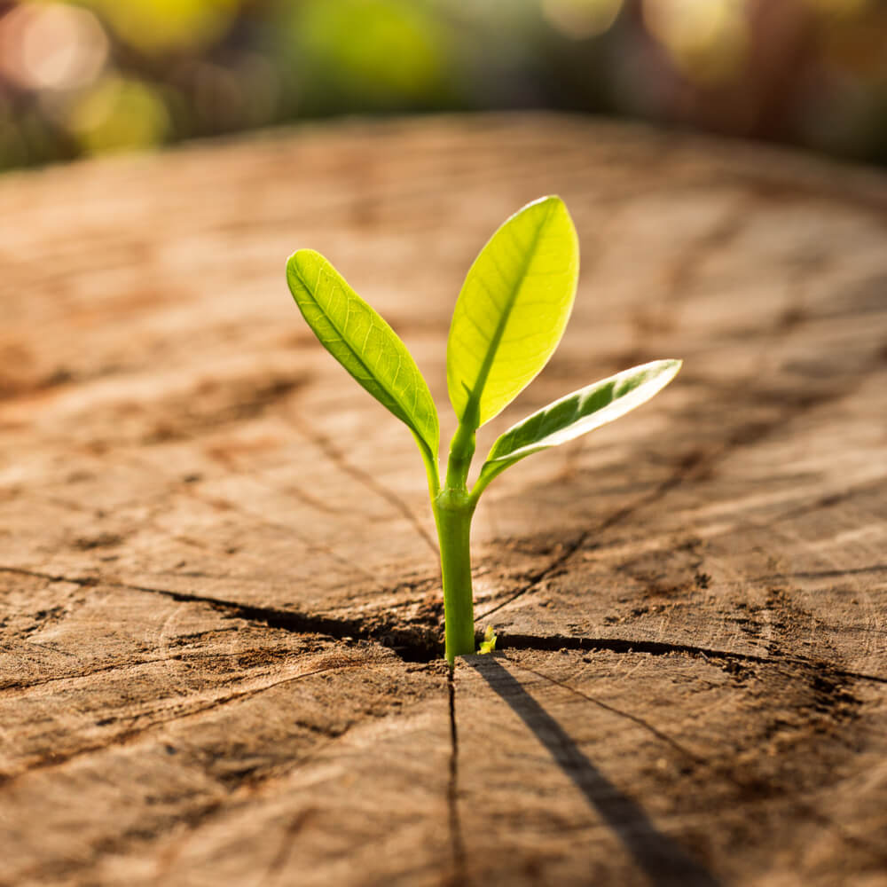 New Life concept with seedling growing sprout (tree).business development symbolic.