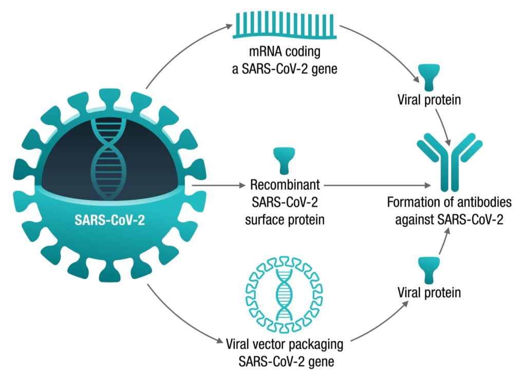 diagram with three vaccines for forming proteins