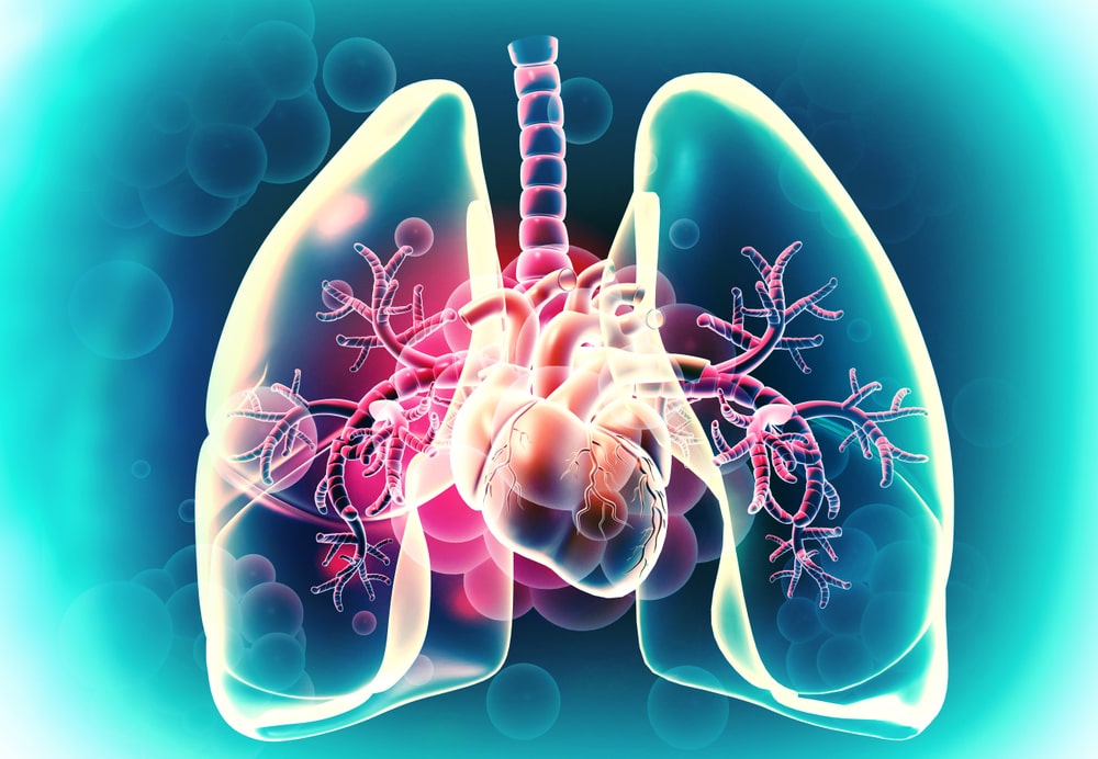 Human heart and lungs on medical background. 3d illustration