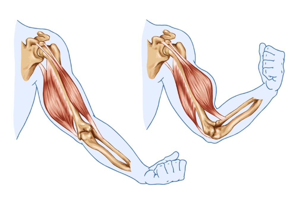 Biceps, Triceps - movement of the arm and hand muscles