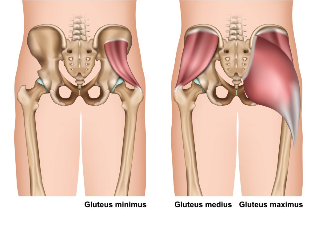 gluteus muscle anatomy 3d medical vector illustration on white background