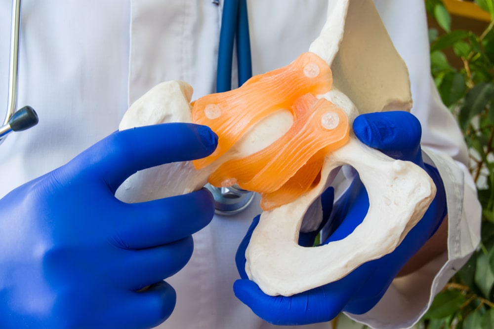 Doctor in white coat and gloves holding anatomical model of human pelvis with pelvic bones