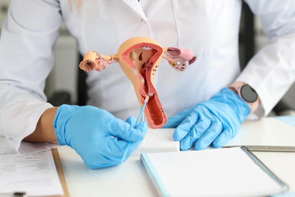 Gynecologist holds model of female reproductive system and cytological brush