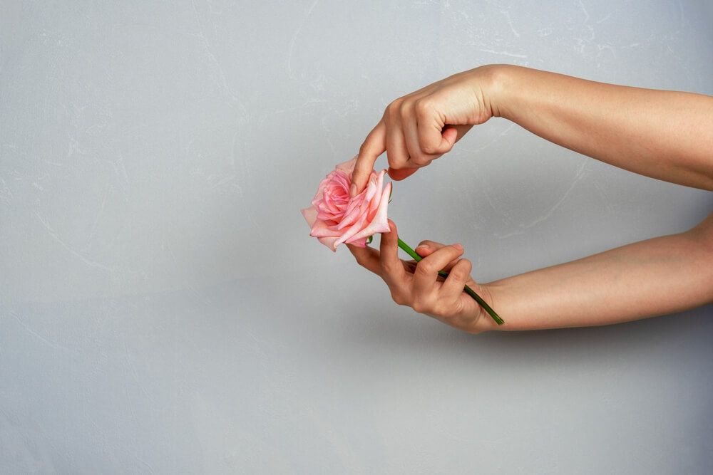 female hands touching pink rose on a gray background,copy space