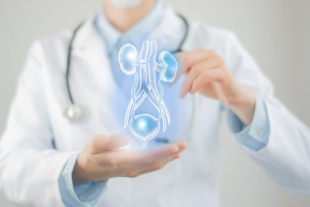 Female doctor holding virtual Bladder and Kidneys in hand