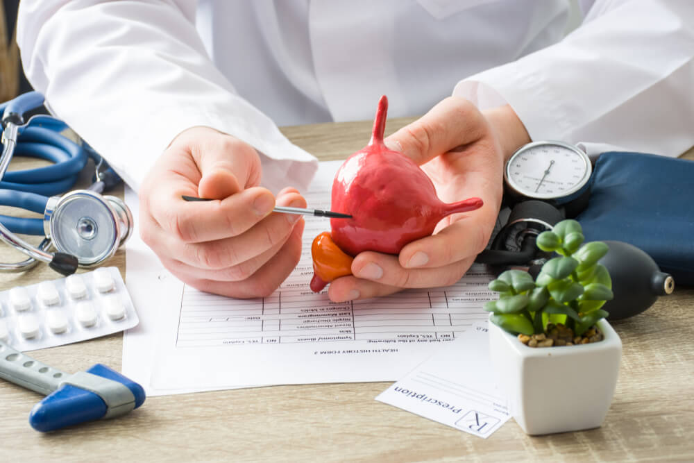 At doctors appointment physician shows to patient shape of urine bladder