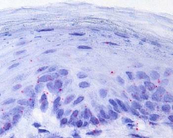 Progenitors in the Oral Mucosa