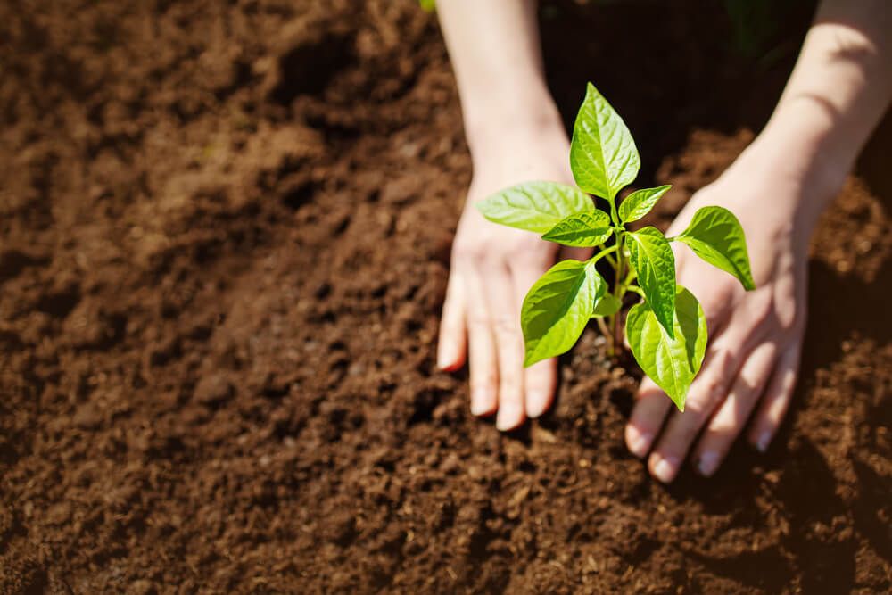 Human hands taking care of a seedling in the soil.