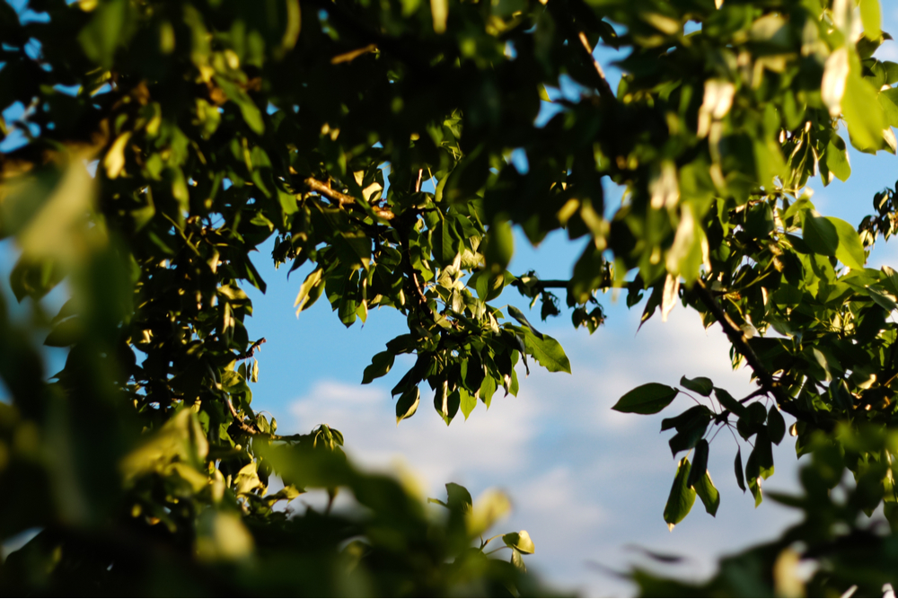 Defocus nature of green leaf in garden at summer