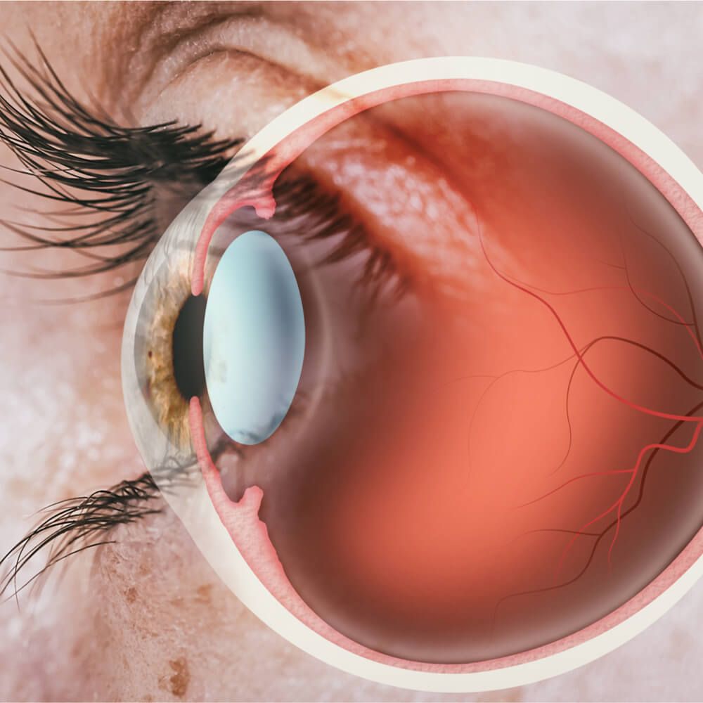 Structure of human eye. In side view.