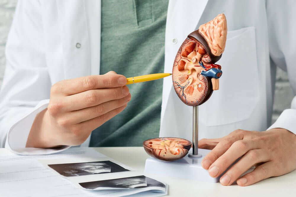 Doctor analyzing of patient kidney