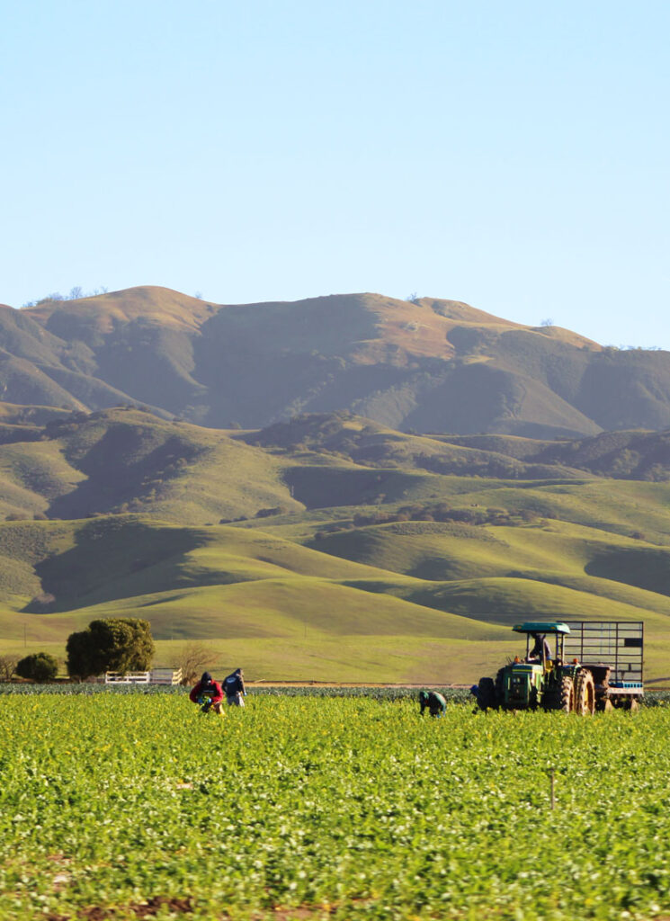 land preparation for harvesting