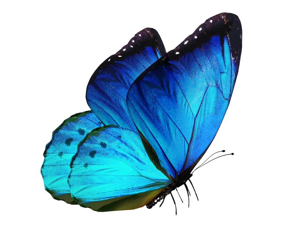 Blue butterfly