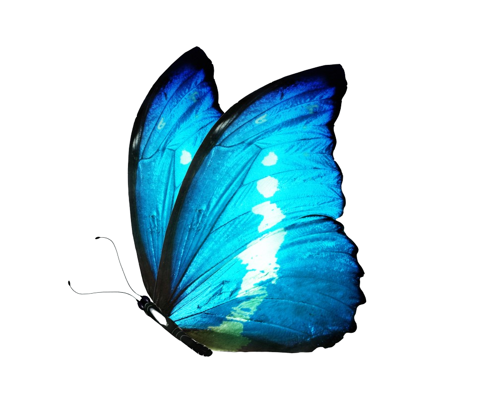 Blue butterfly