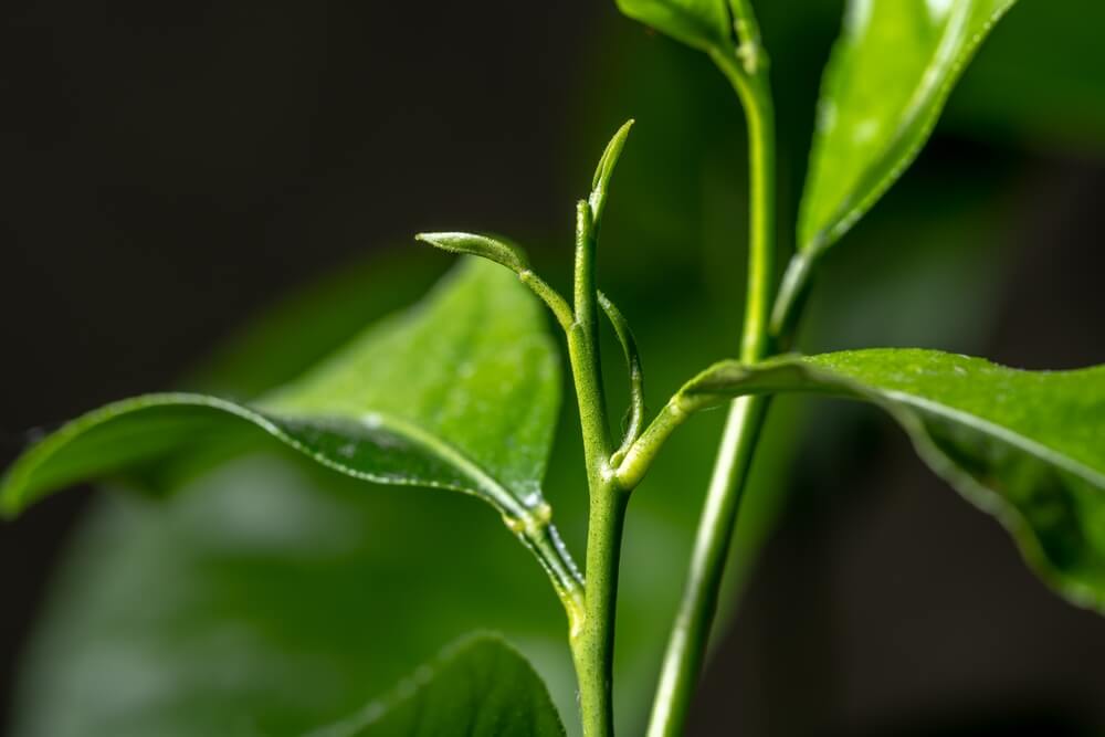 Growth of a young lemon