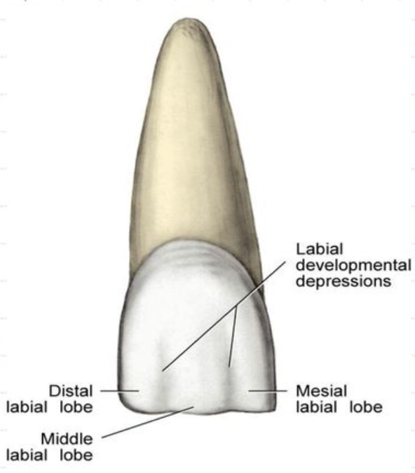 Central Incisor Anatomy