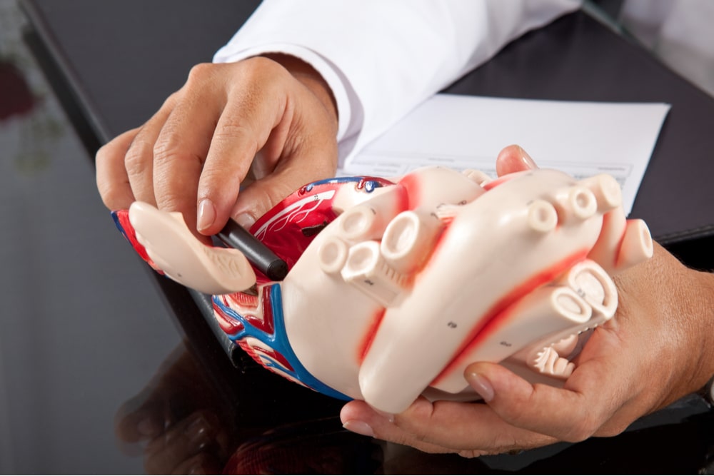 Doctor showing a model of a heart