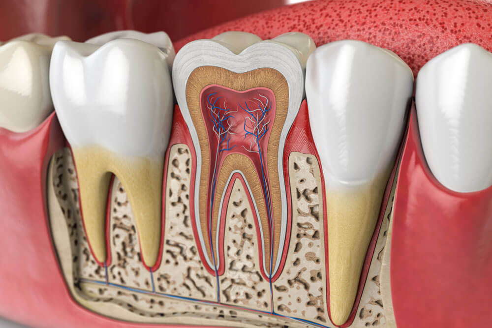 Human teeth anatomy. Cross section of human tooth. 3d illustration