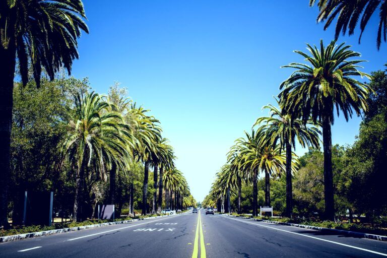 View of palm trees road in California, USA