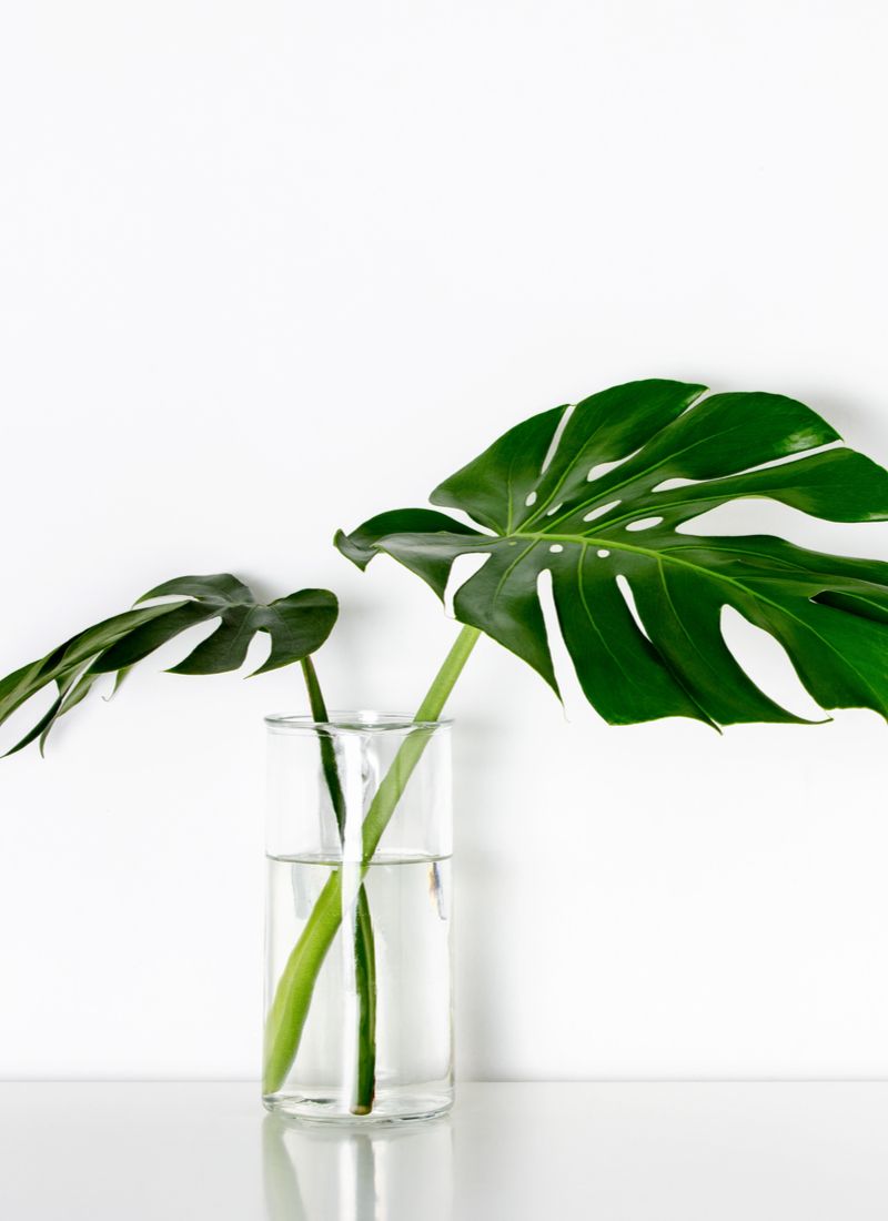 Monstera tropical palm leaves in a glass vase standing on white table
