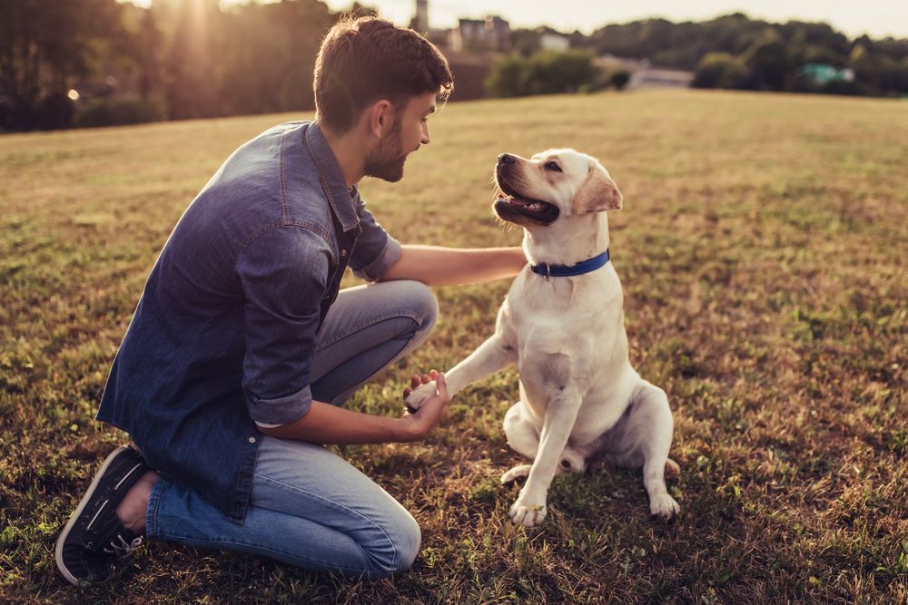 Handsome,Young,Man,With,Labrador,Outdoors.,Man,On,A,Green