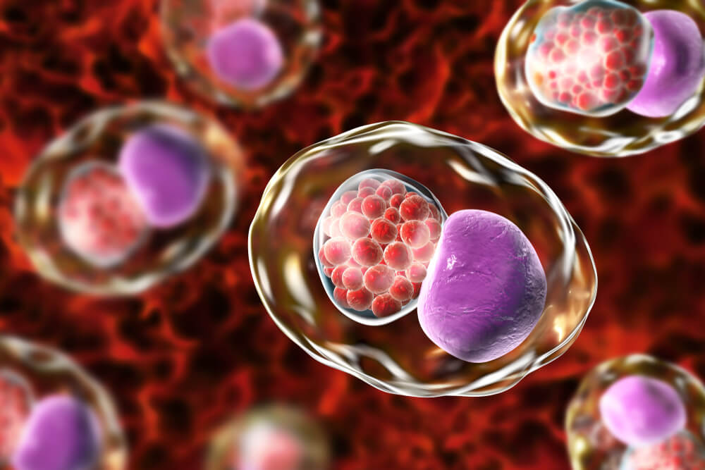 Chlamydia trachomatis bacteria, 3D illustration