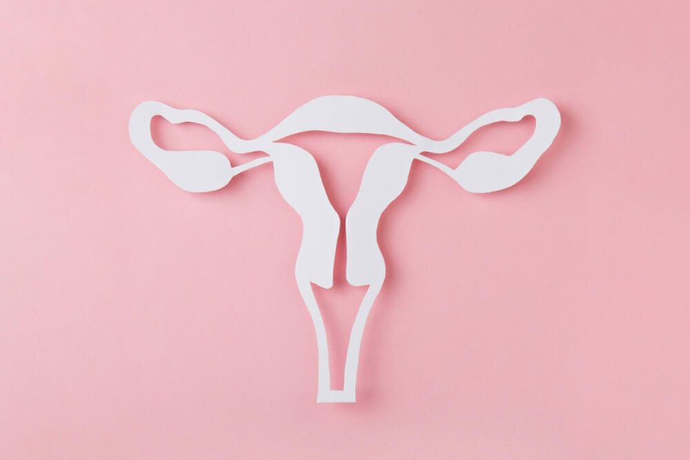 figure of female reproductive system cutted from Paper