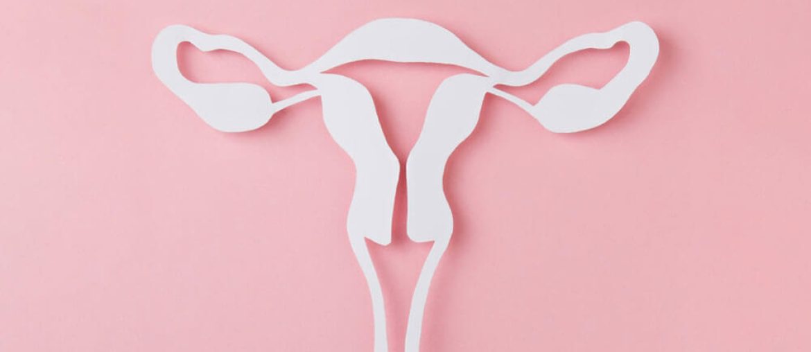 figure of female reproductive system cutted from Paper