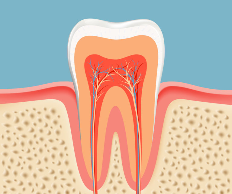 Root Canals structure