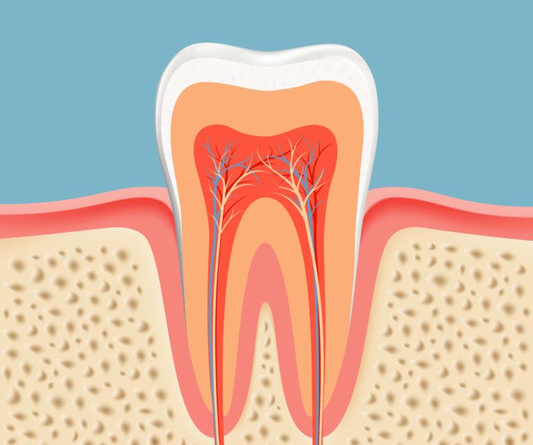 Root Canals structure
