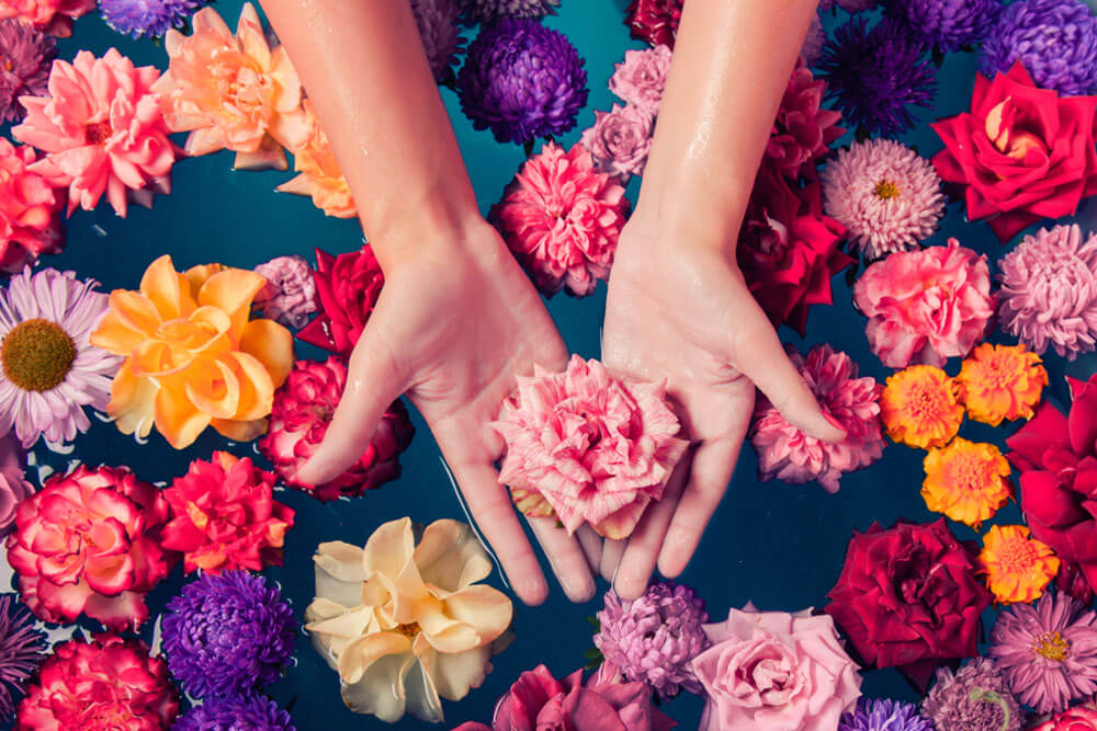 Women's hands holding a lovely pink rose on the background