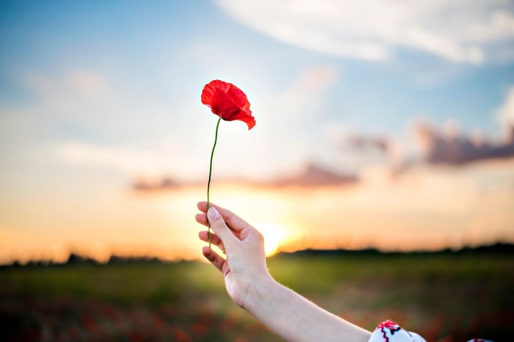 Female hands hold a red poppy flower