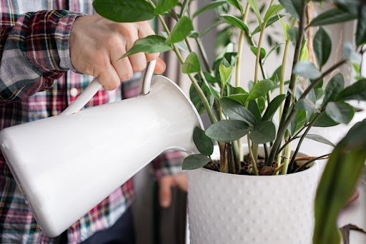 mans hands watering potted plants at home