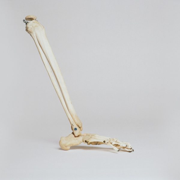 Leg bones structure