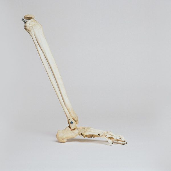 Leg bones structure