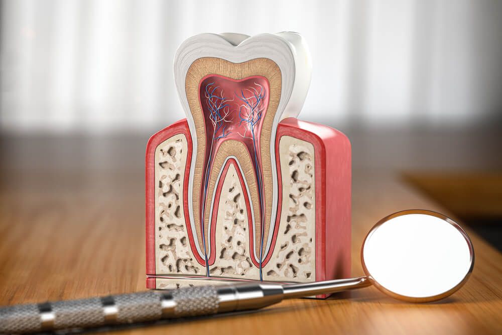 Tooth model cross section with dental mirror tool on wooden table