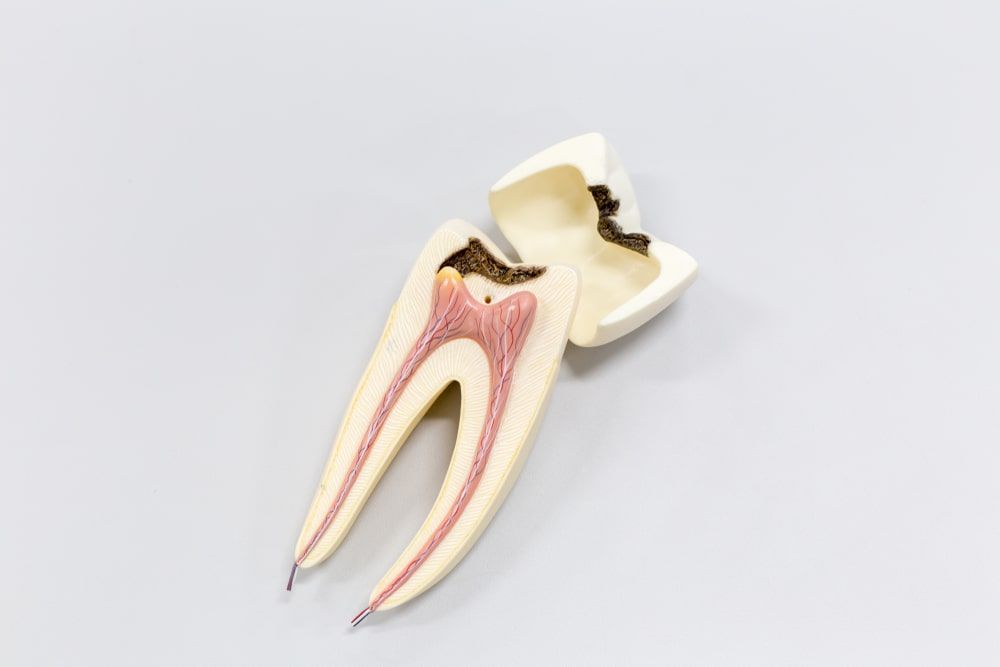 Tooth model for classroom education and in laboratory