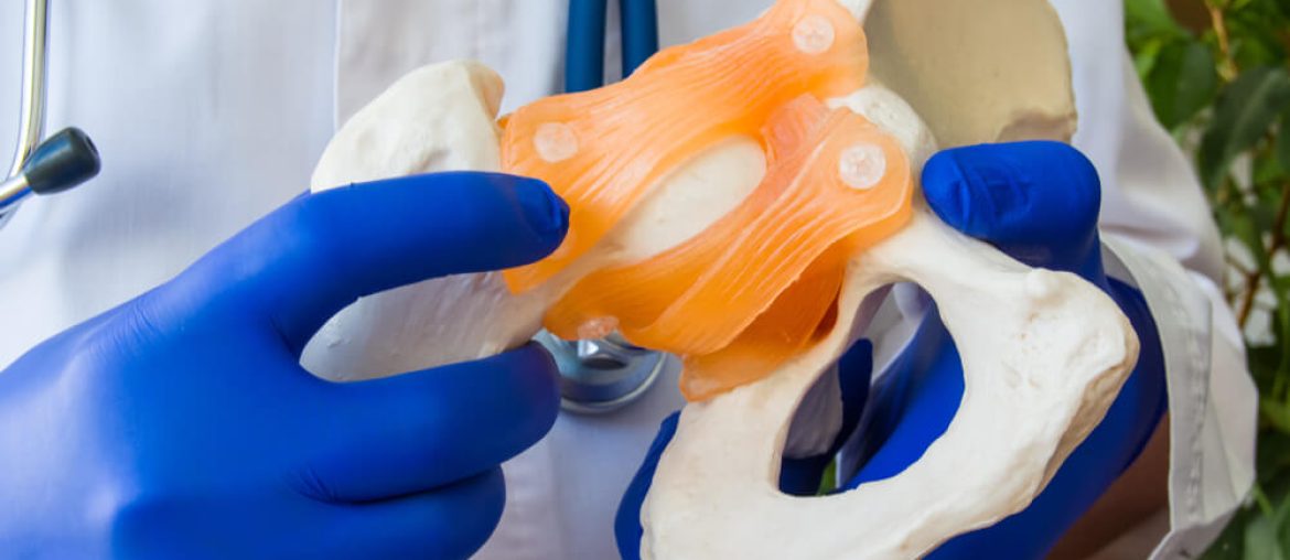 Doctor in white coat and gloves holding anatomical model of human pelvis with pelvic bones