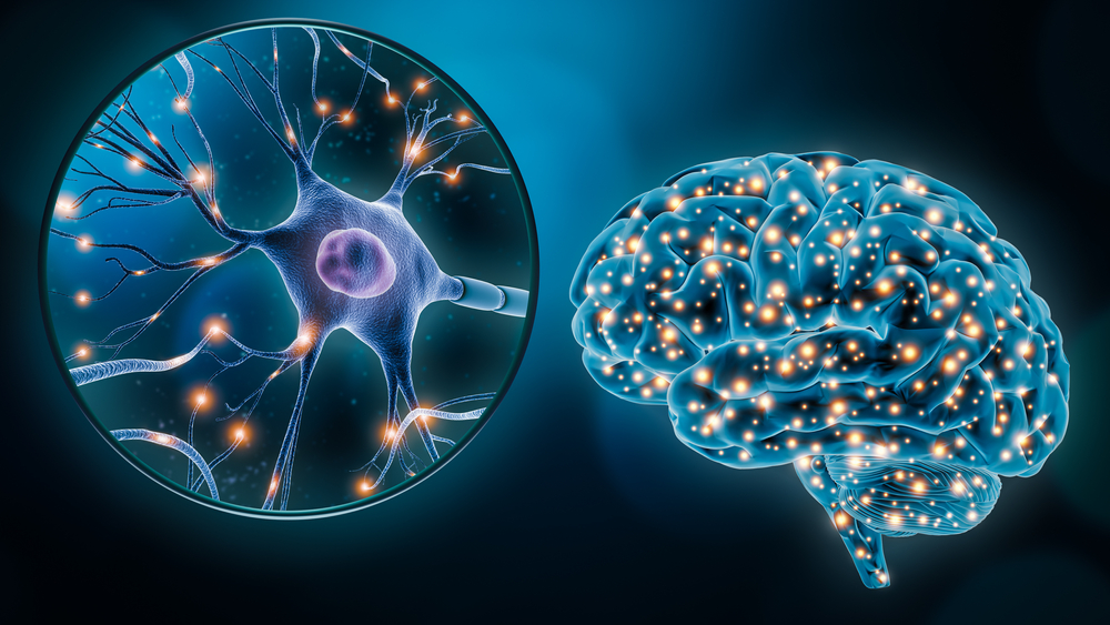 Human brain neuronal stimulation or activity with the close-up of a neuron cell 3D