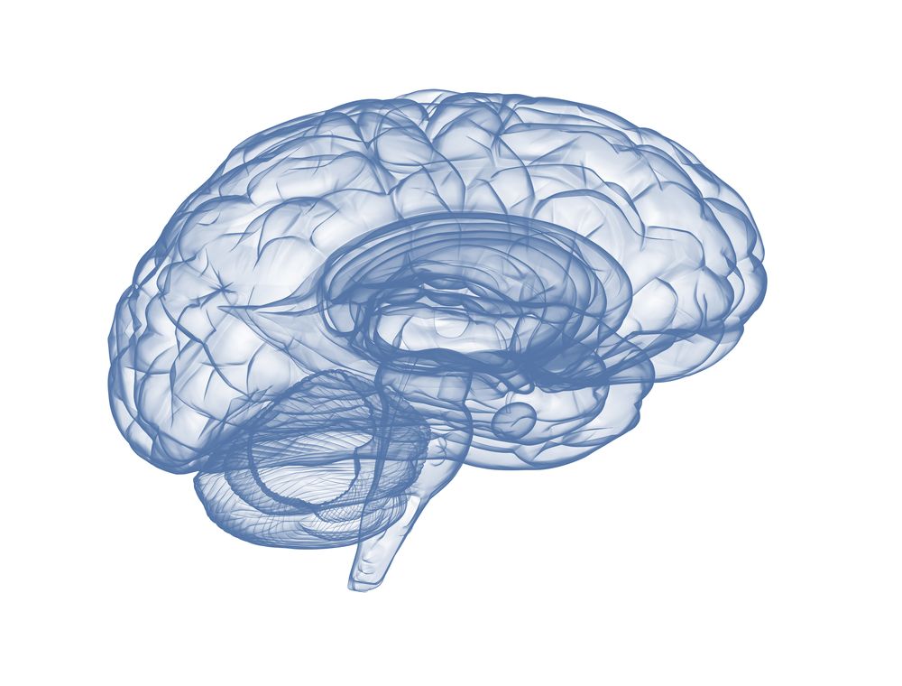 Human brain side view
