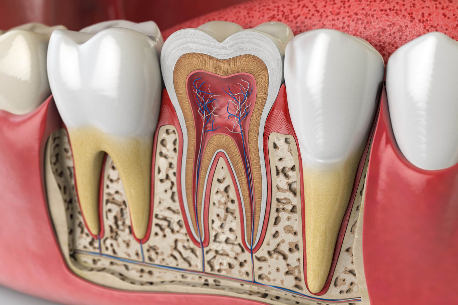Human teeth anatomy. Cross section of human tooth. 3d illustration