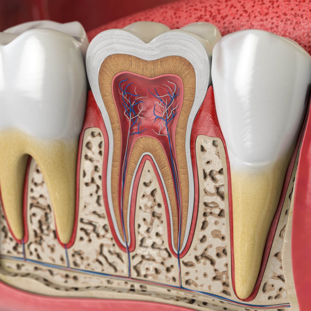 Human teeth anatomy. Cross section of human tooth. 3d illustration