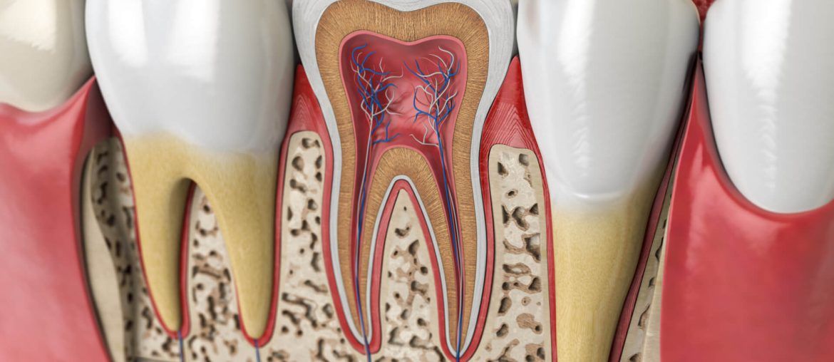 Human teeth anatomy. Cross section of human tooth. 3d illustration