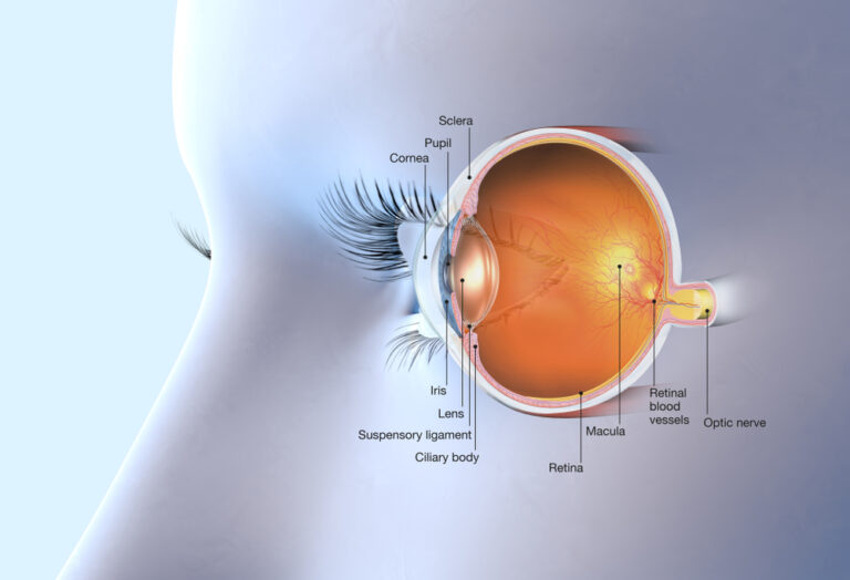 Unveiling The Mechanism Of Accommodation In Vision