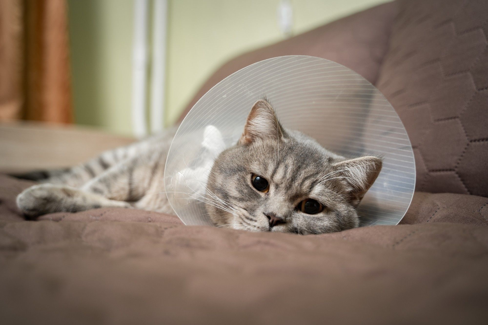 Tired,Cat,Gray,Scottish,Straight,Breed,Resting,With,Veterinairy,Cone