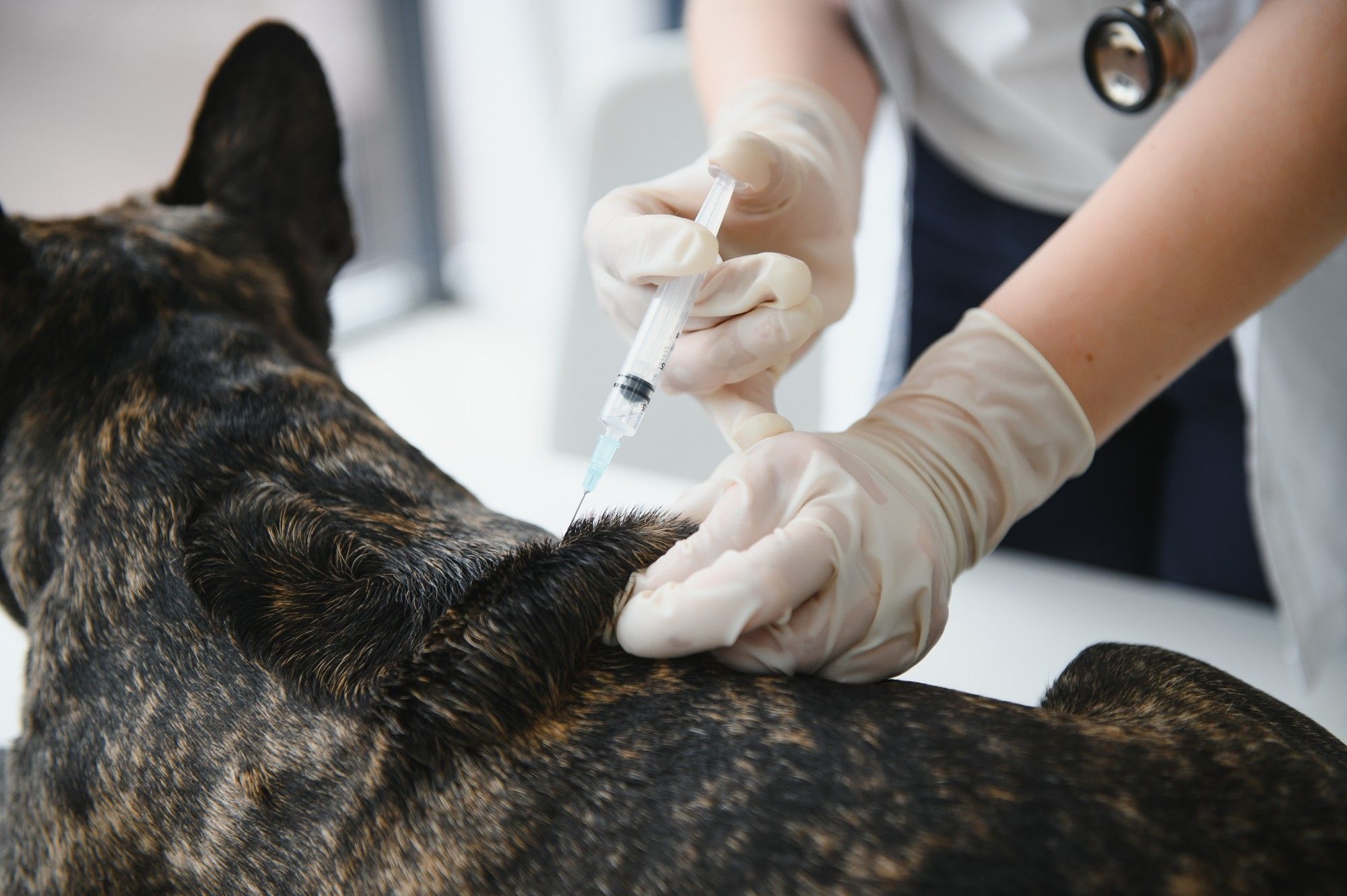 Veterinarian,Vaccinating,Dog,In,Light,Clinic.