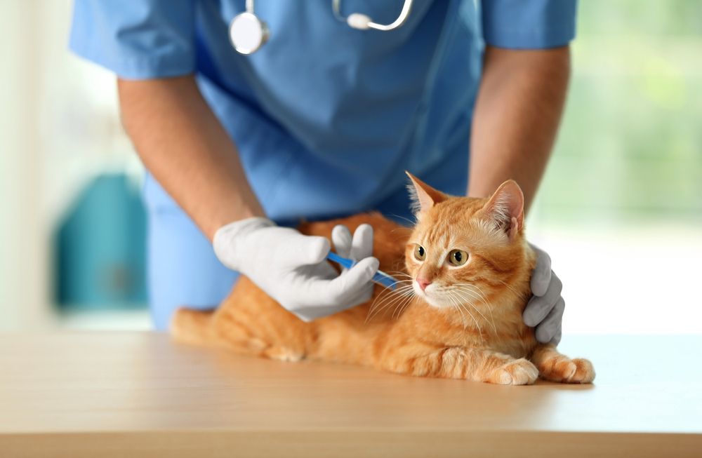 Veterinarian,Doctor,Vaccinating,Cat,At,A,Vet,Clinic